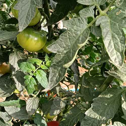 1746640982502_IMG20250503174119.jpg