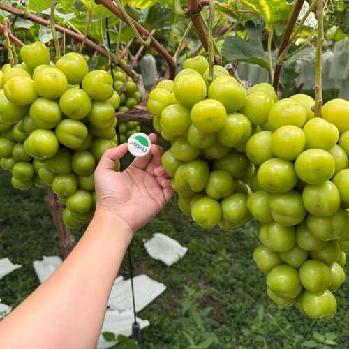 1754640086-compressed-IMG_8039.jpg
