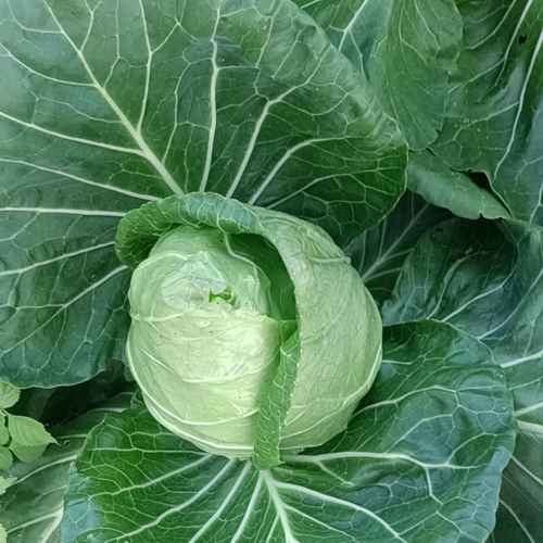 菜农小易