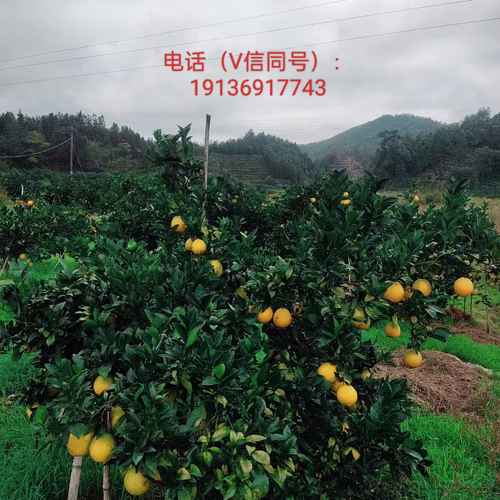 赣南脐橙