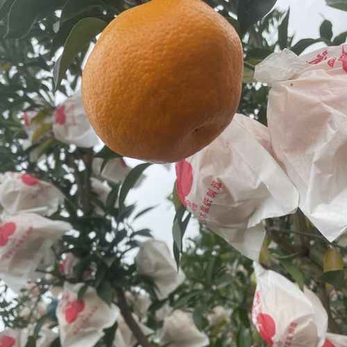 春媛果业