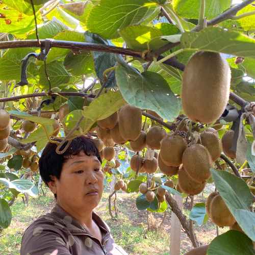小刘水果🥭