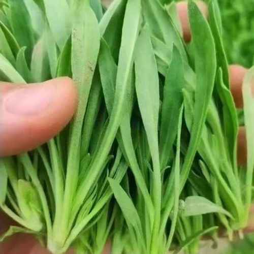 面条菜种植基地