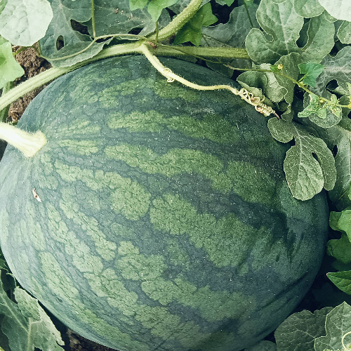 昌茂果蔬