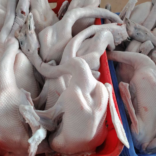 旭军生鲜黑棕鹅