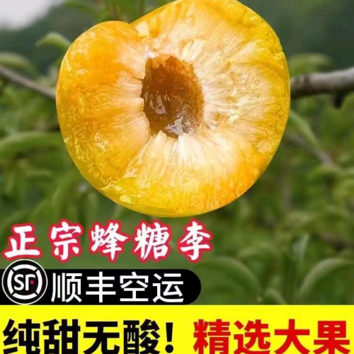 爱七蜂糖李