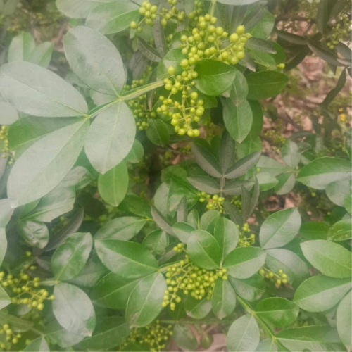 青花椒（九叶青）
