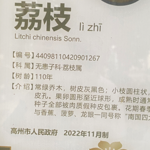 荔枝