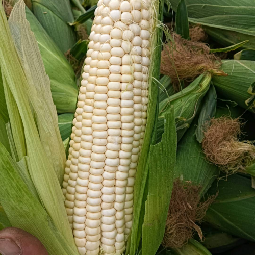 蔬菜或糯玉米产地