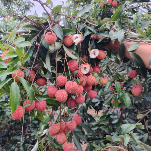 小陳