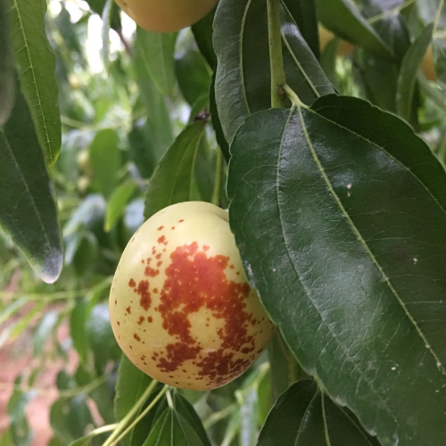 枣鲜生