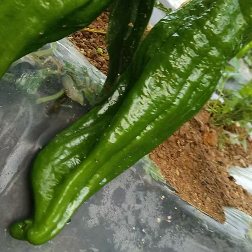 高山绿色蔬菜