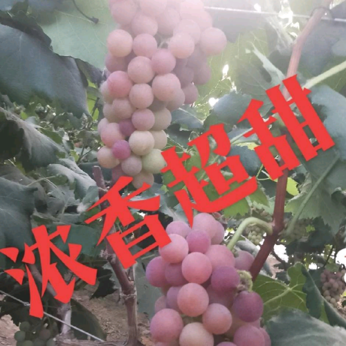 逸风庄园
