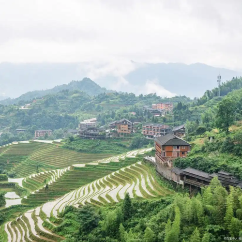 龙脊梯田土蜂蜜