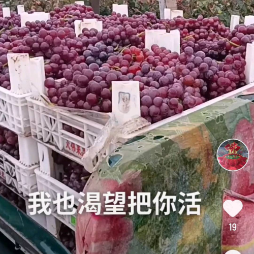 威县葡萄基地
