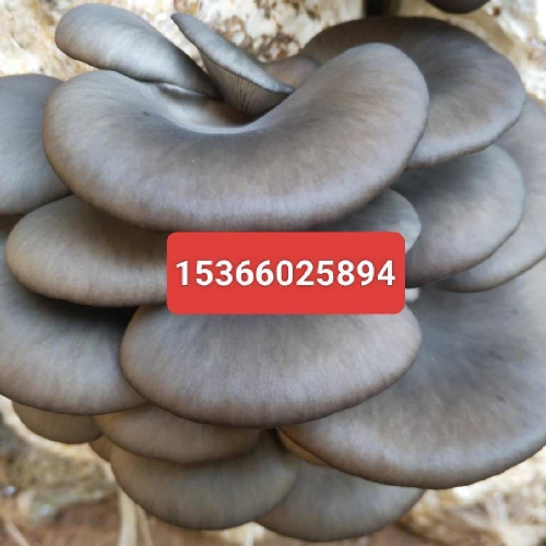 陕西。内蒙。反季节平菇全国发