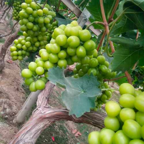 河北饶阳果蔬代办