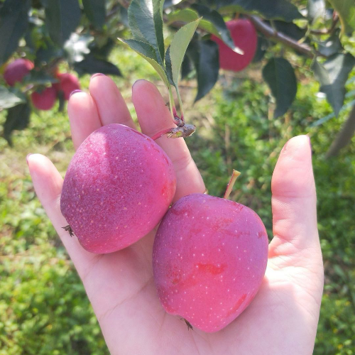 内蒙通辽鸡心果