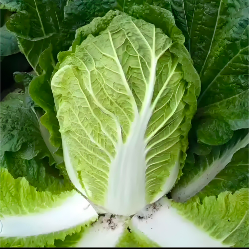 小飞大白菜