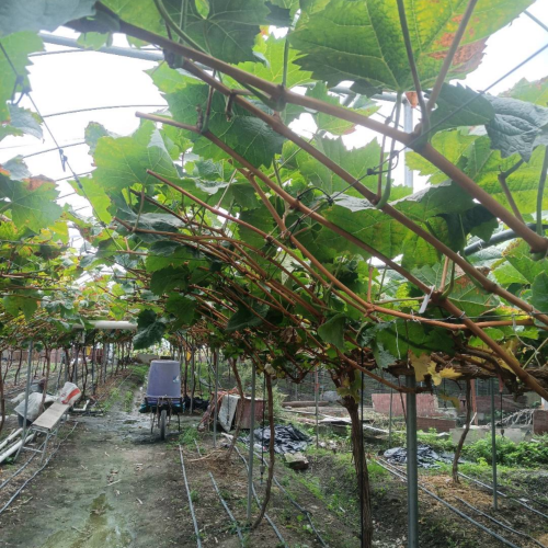 周长香，18096285215