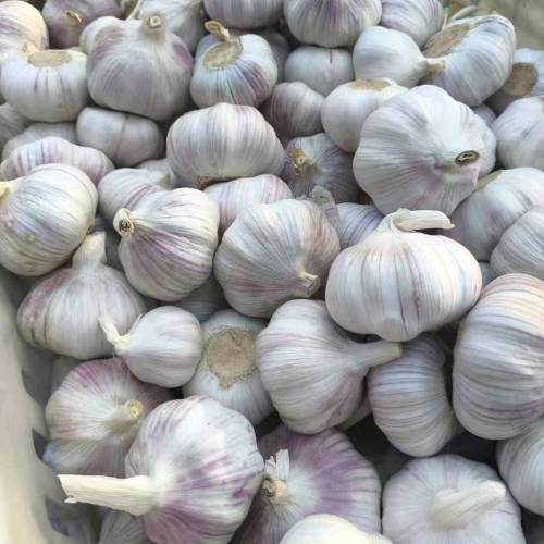 邳州精品大蒜
