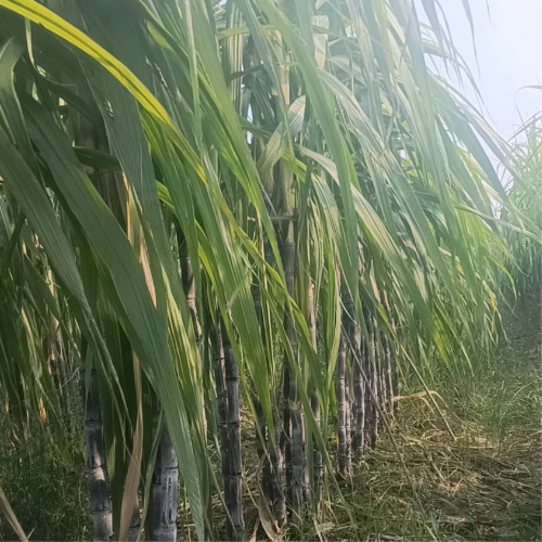 清云哥的春天