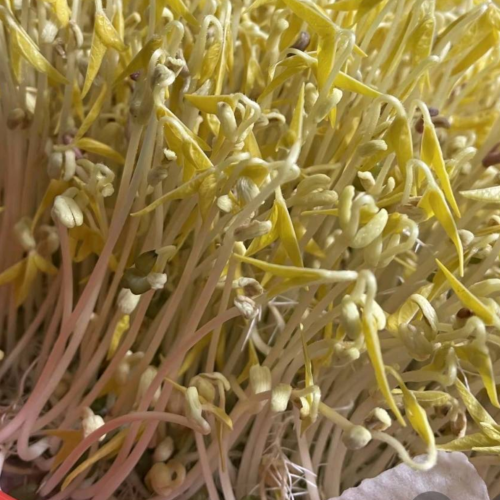 金豆豆