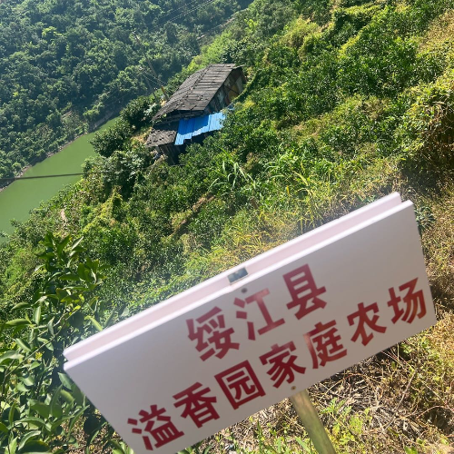 无声的雨20元3个小红心柚中