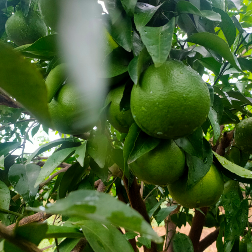 王丽（幸福果果家庭农场）