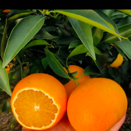 果之源生态农场