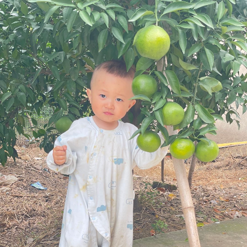 自家果园耙耙柑