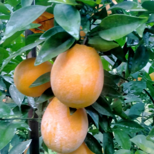 手机用户15297842993