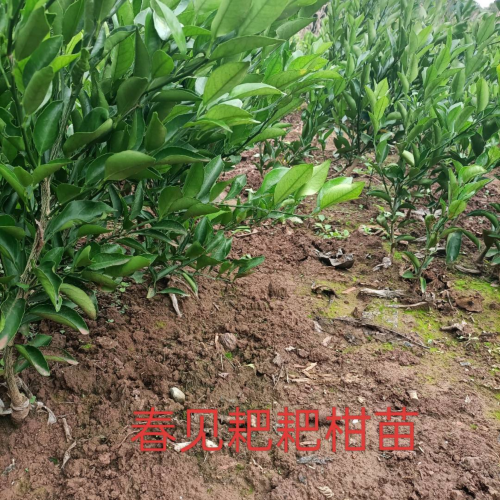 手机用户13688349883