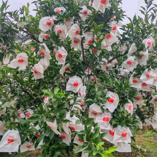 城市中的农村人