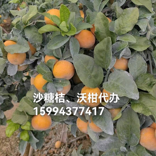 沙糖桔沃柑代办