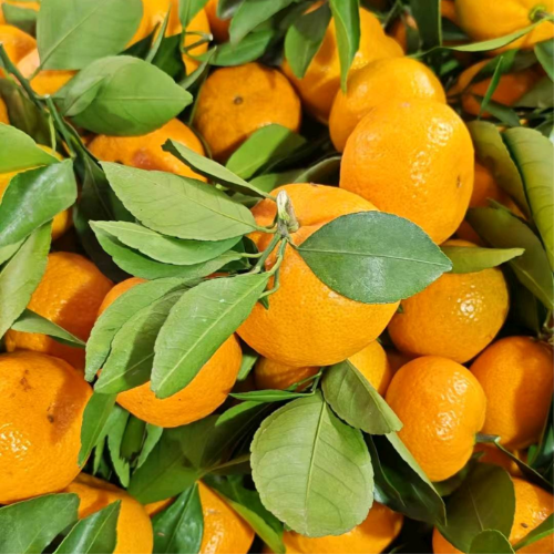 ℳ₯㎕·好运爆彭༗