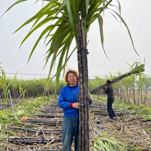 五姐甘蔗批发