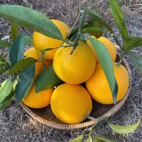 大型供应链采购