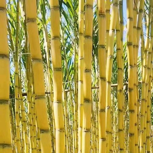 二宝云南黄金甘蔗