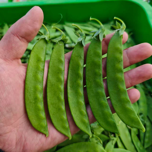 瑞泽荷兰豆19526673343