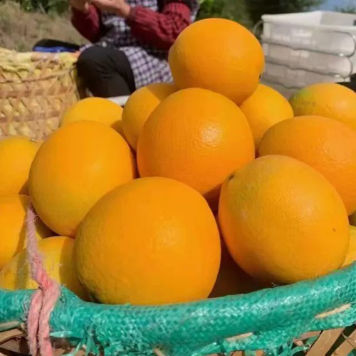 赣南脐橙产地直供