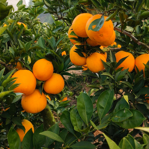 橙香柑甜