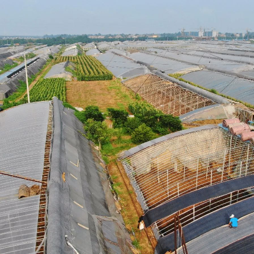 山东莒县大棚蔬菜