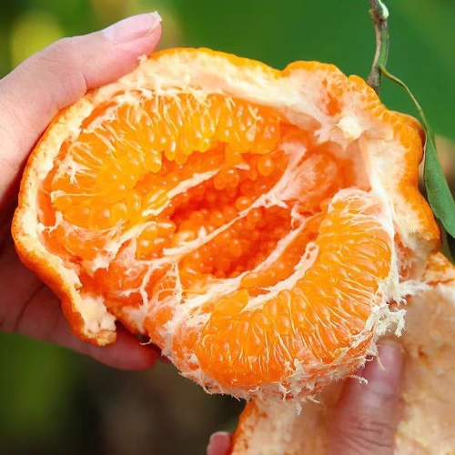 代办耙耙柑爱媛