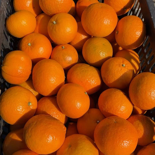 🍀秋月ᰔᩚ⁺⁵²⁰