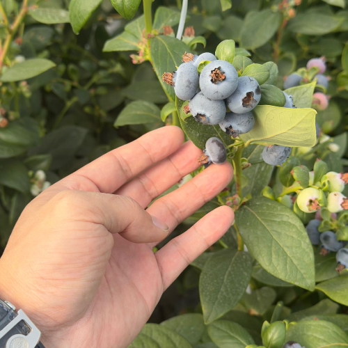 高山蓝莓供应