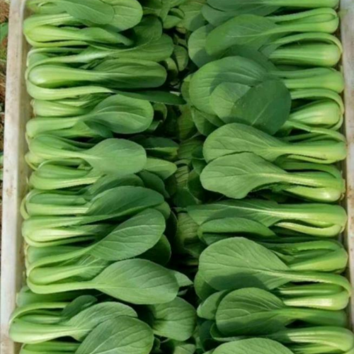 鲜天下果蔬购销中心