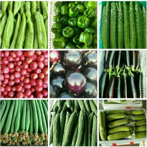 代收各种蔬菜瓜果