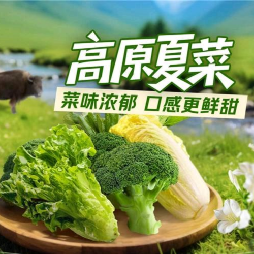 高原夏菜产地直销
