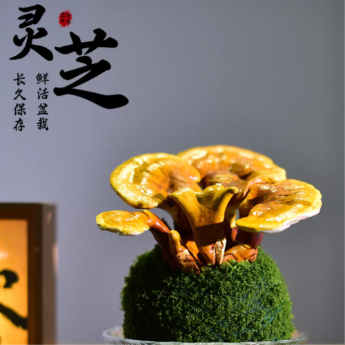 AAA山东灵芝种植基地 源头厂家